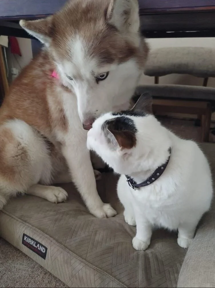 Introducing husky online to cat